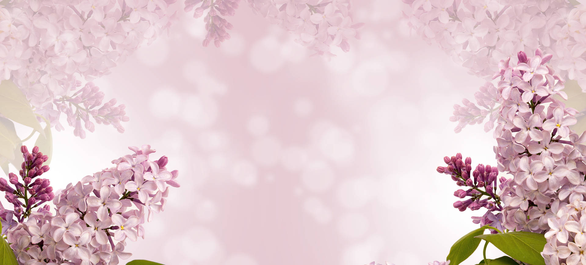 Background Design With Pink Flowers