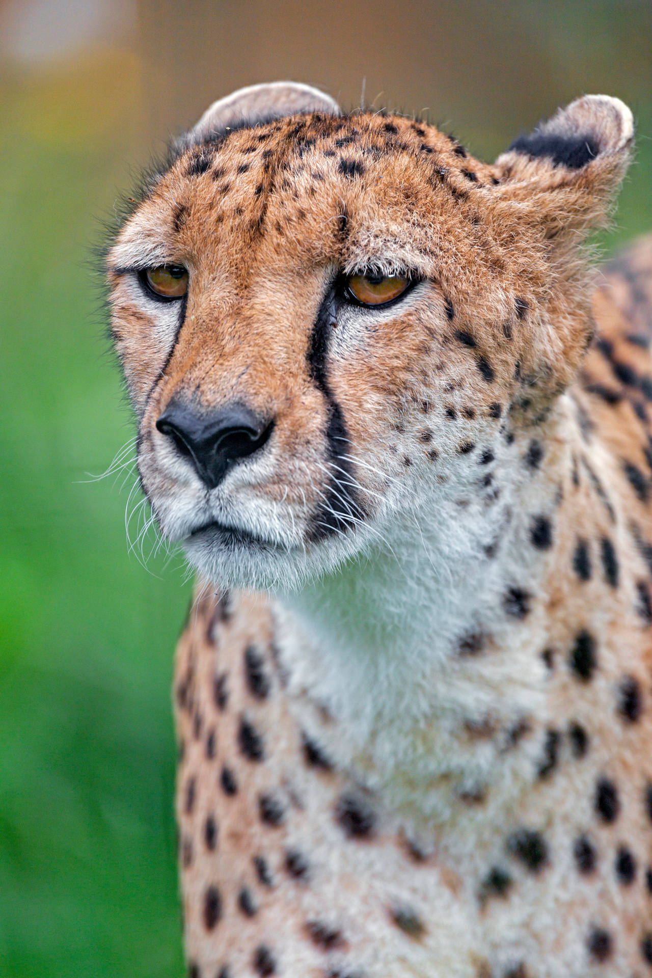 Bad-tempered Female Cheetah Background