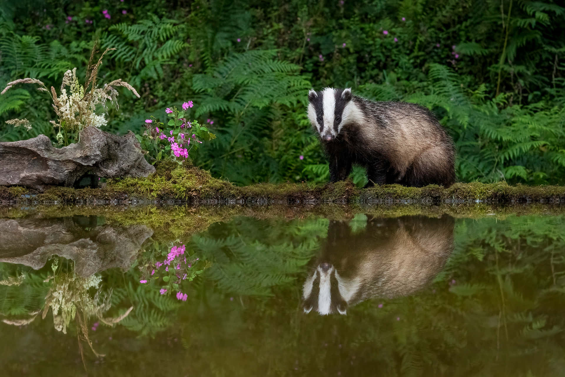 Badger By Water Reflection Background