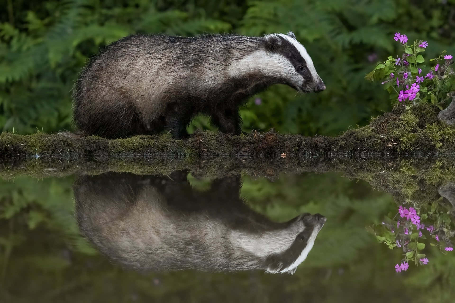 Badger Reflectionin Water.jpg Background