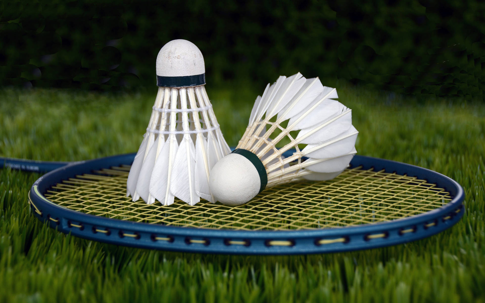 Badminton Shuttlecocks On Blue Racket Background