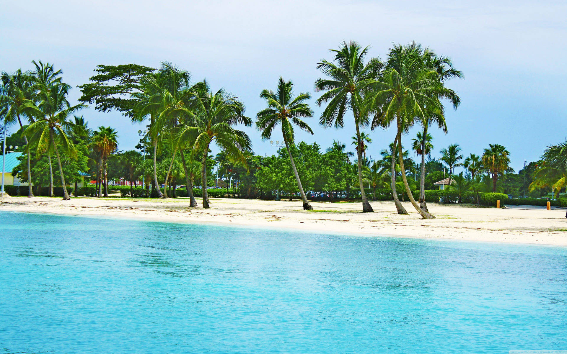 Bahamas Shore And Coconut Trees Background