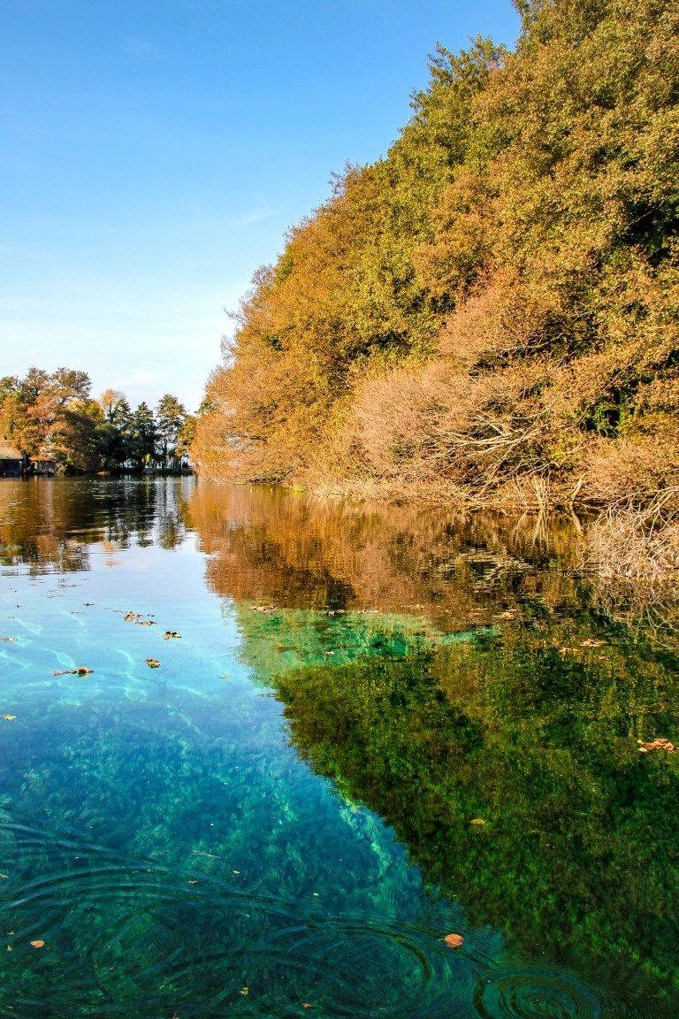 Bald Cypress North Macedonia Background