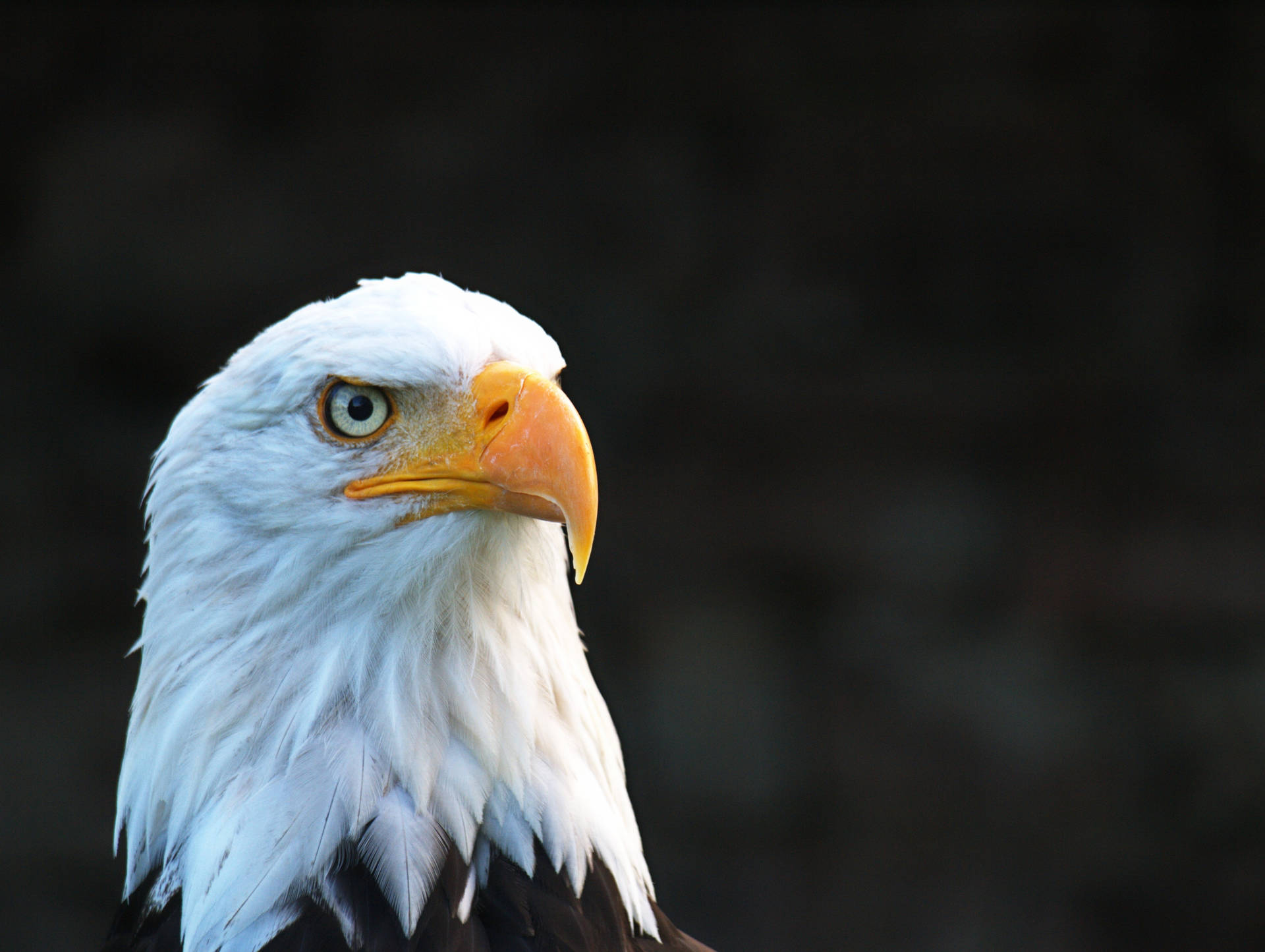 Bald Eagle Animal With White Feathers Background