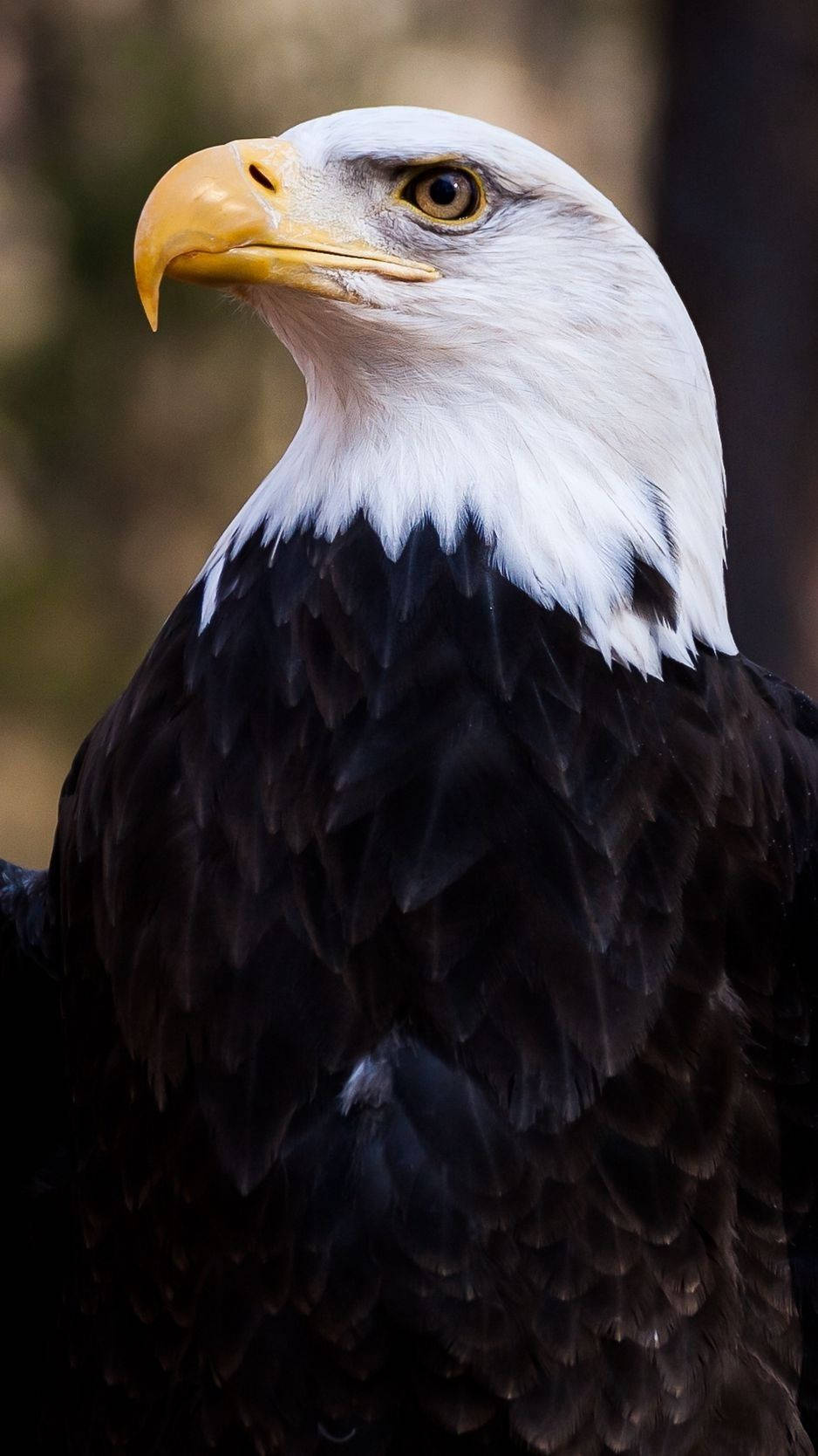 Bald Eagle As Symbol Of America Iphone Background