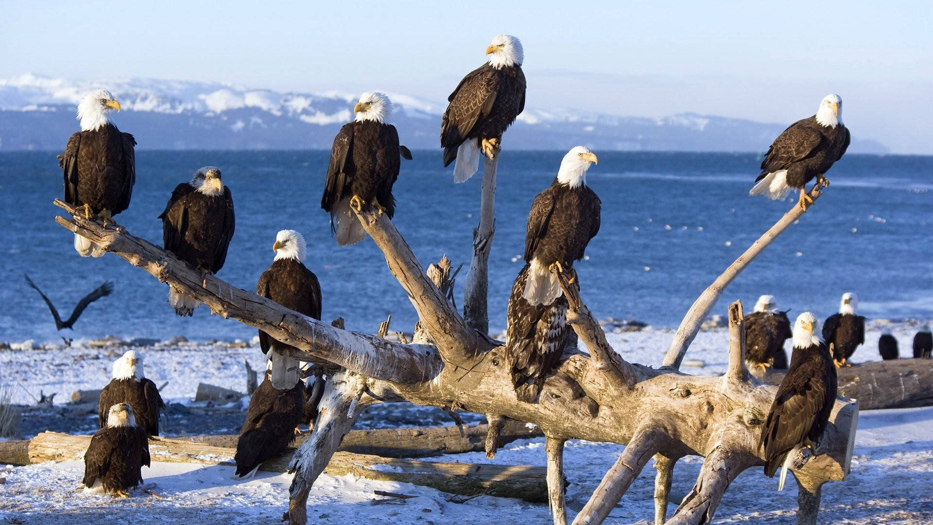 Bald Eagle Flock Background