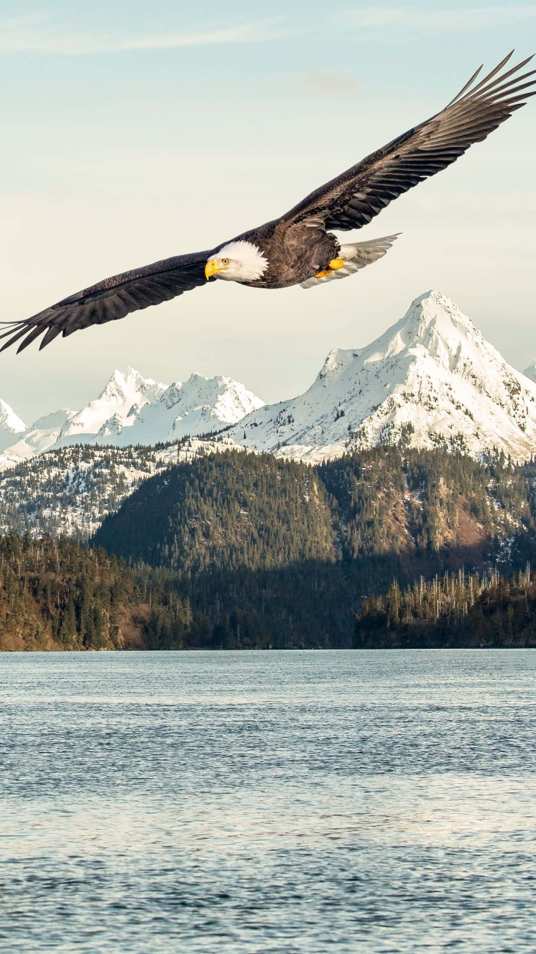Bald Eagle Flying Over A Body Of Water Background