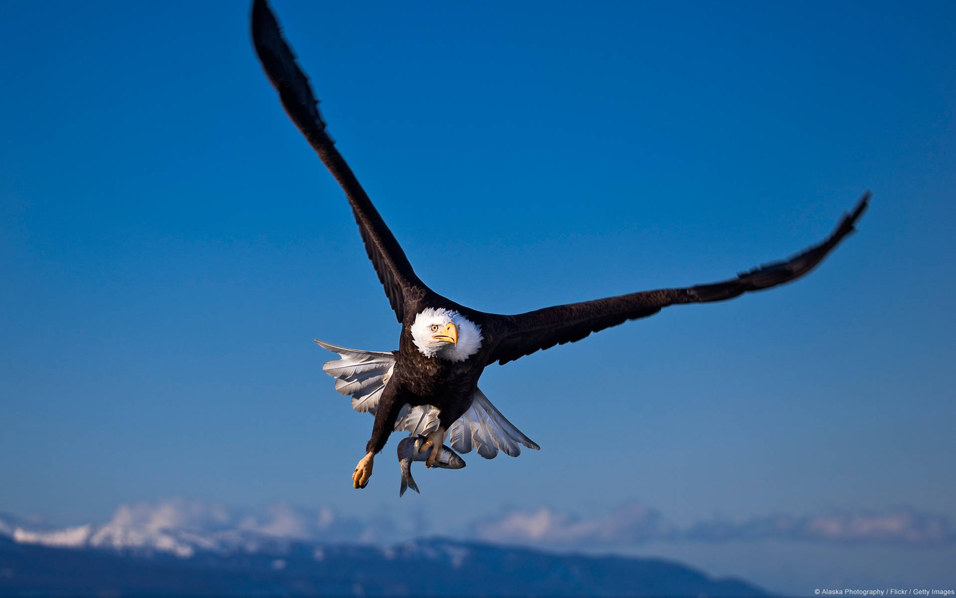 Bald Eagle Gliding Background