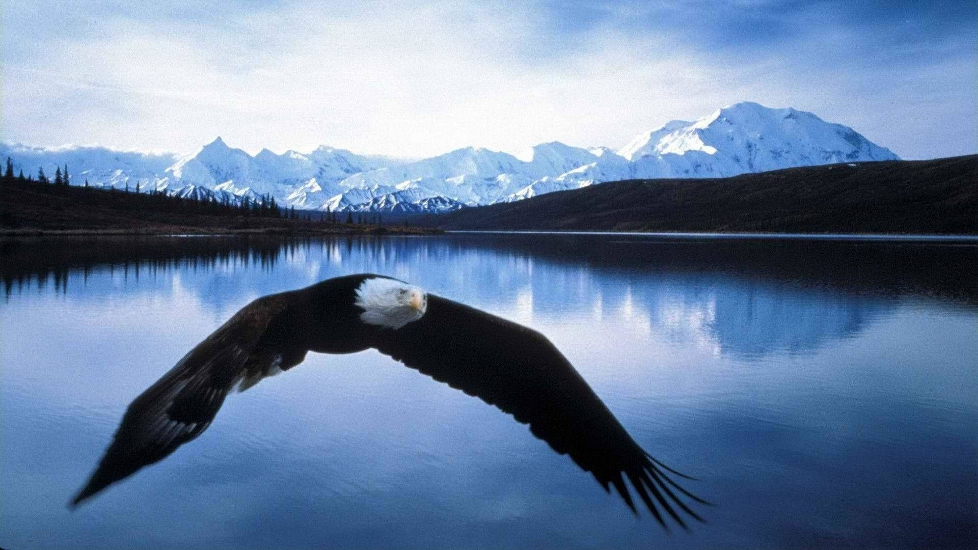 Bald Eagle Gliding Over Lake Background