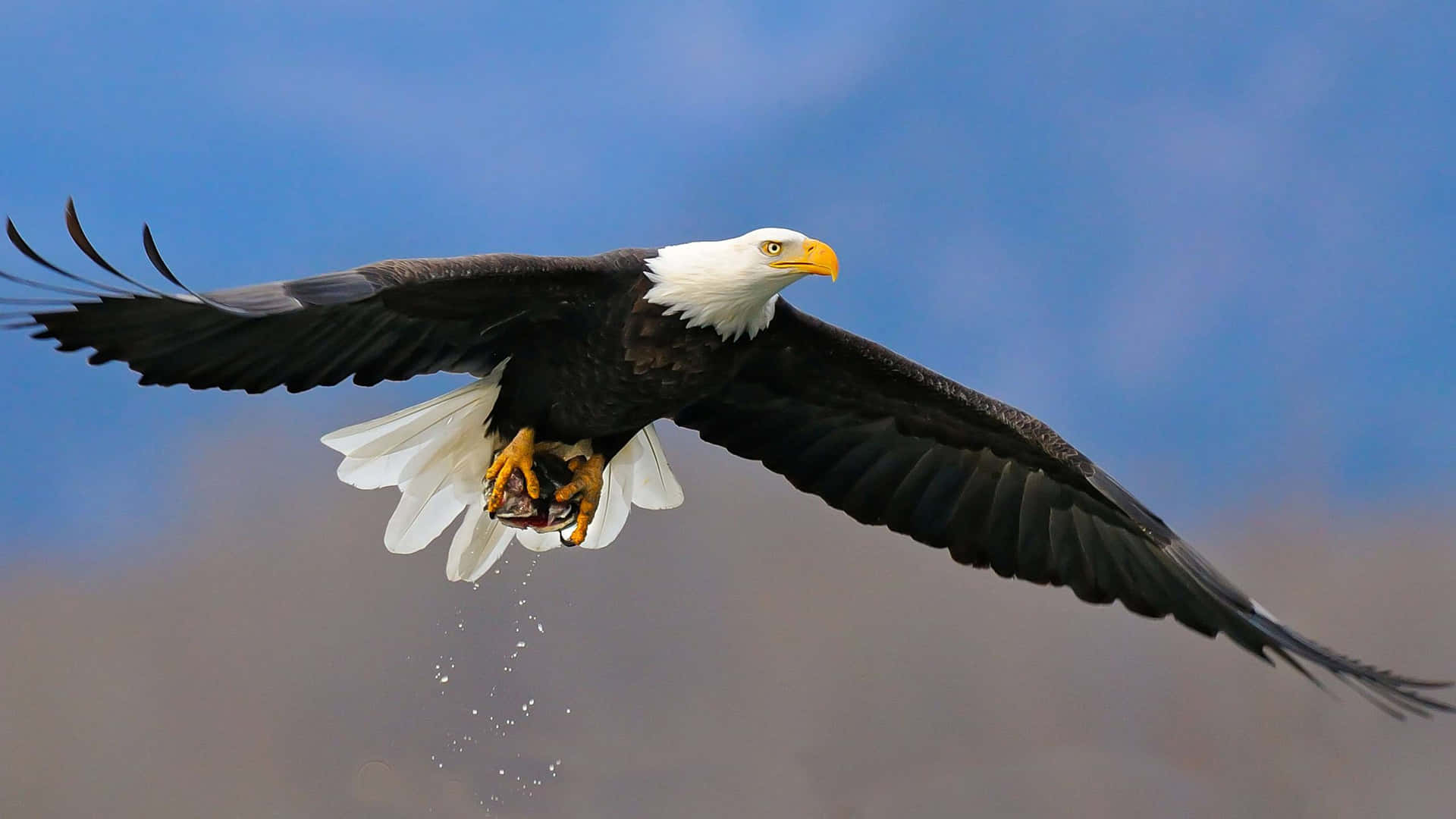 Bald Eagle In Flight With A Fish In Its Mouth Background