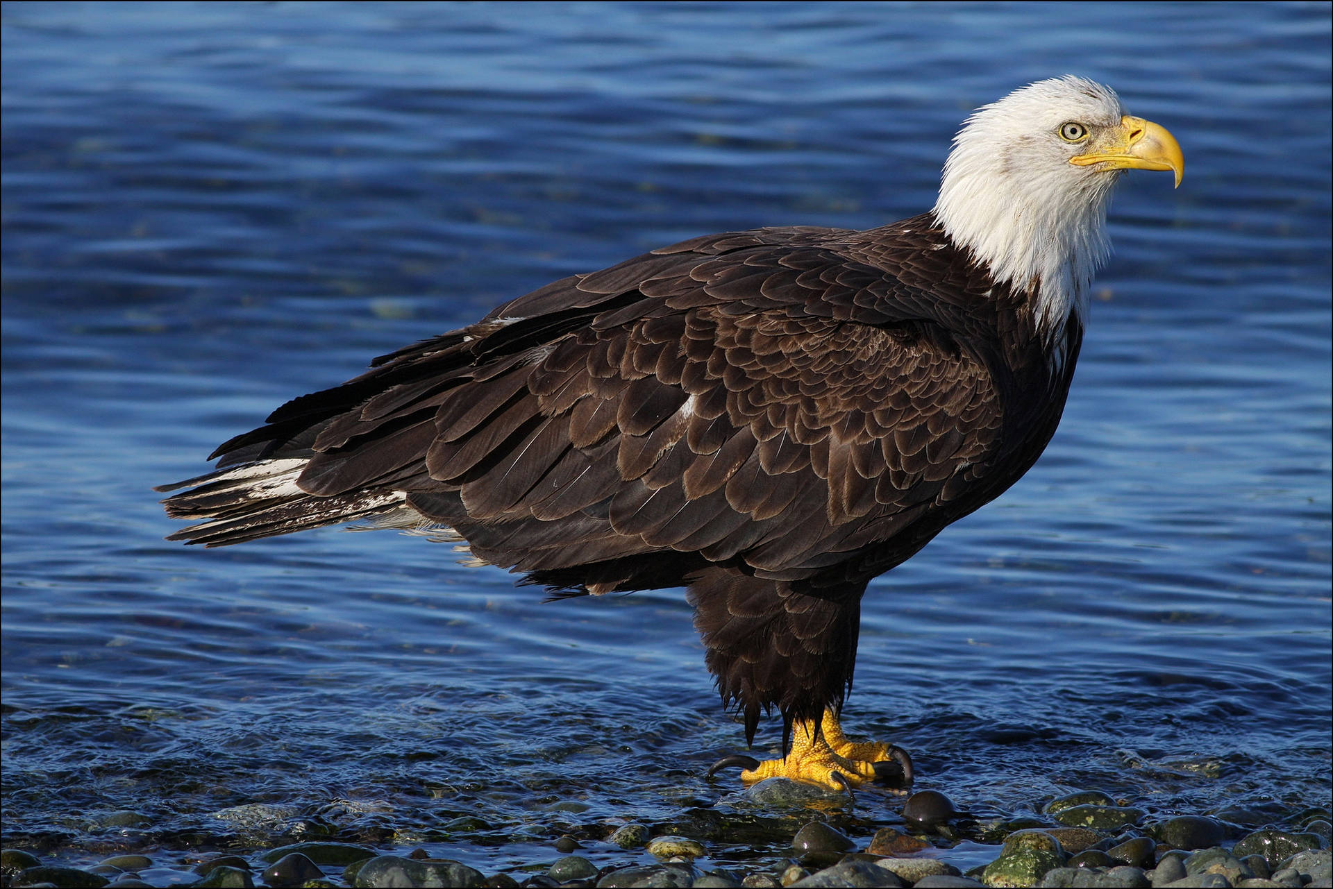 Bald Eagle In Water Background