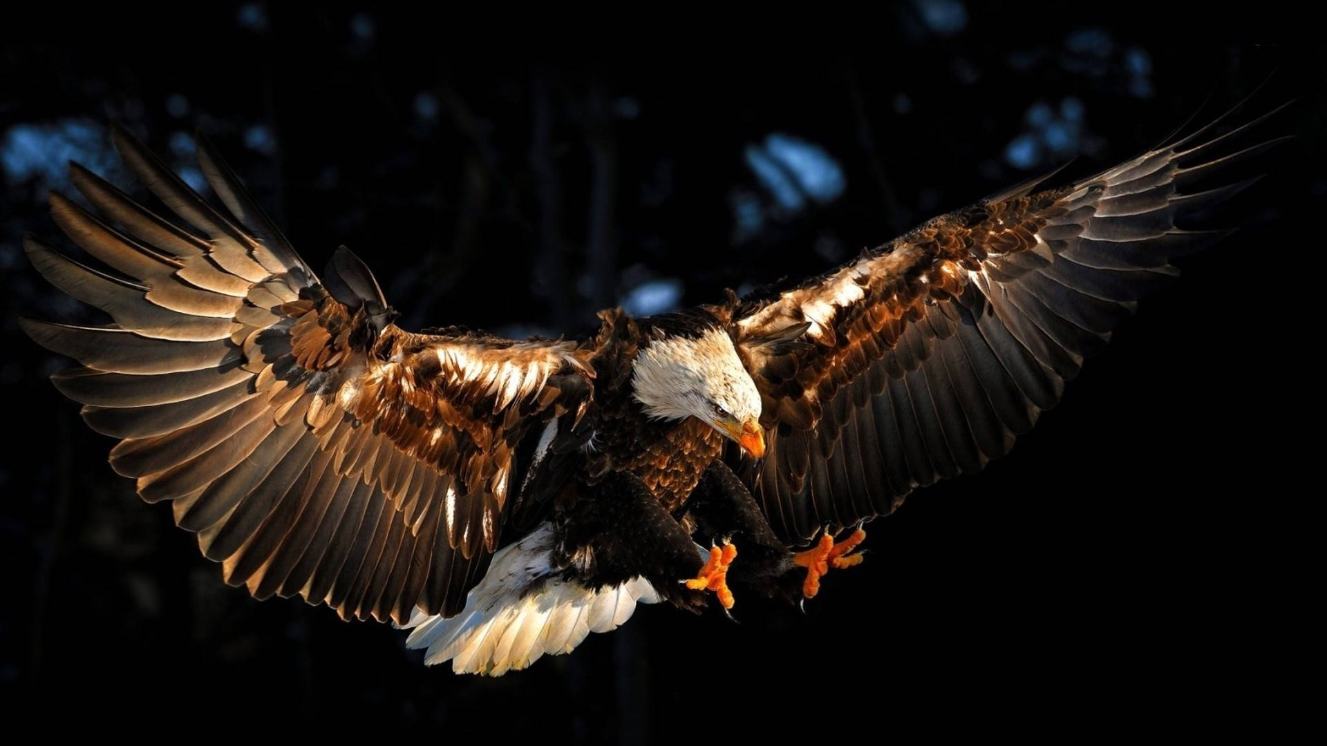 Bald Eagle Landing During Hunt Background