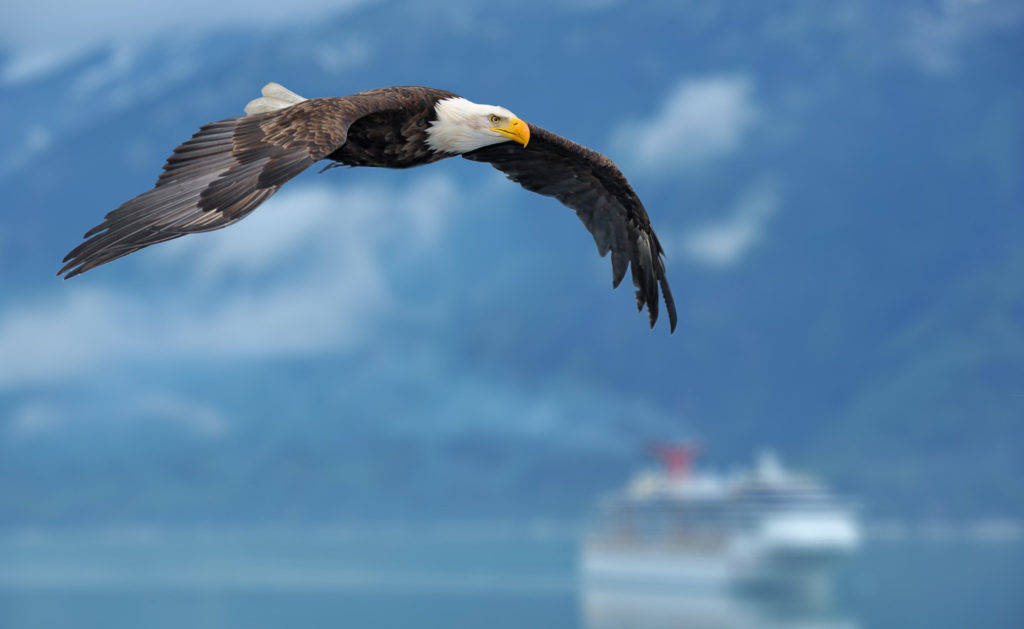 Bald Eagle Over Ocean Background