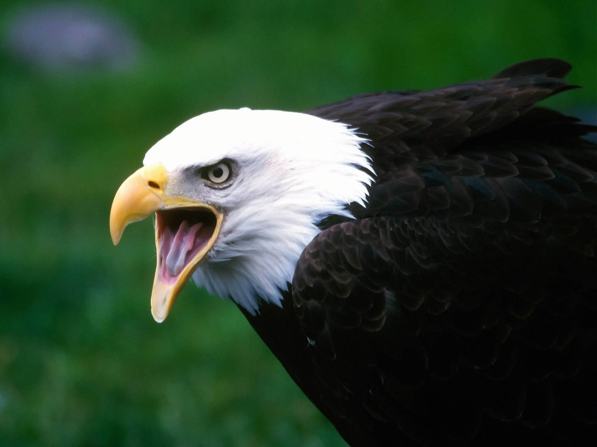 Bald Eagle Screaming Background
