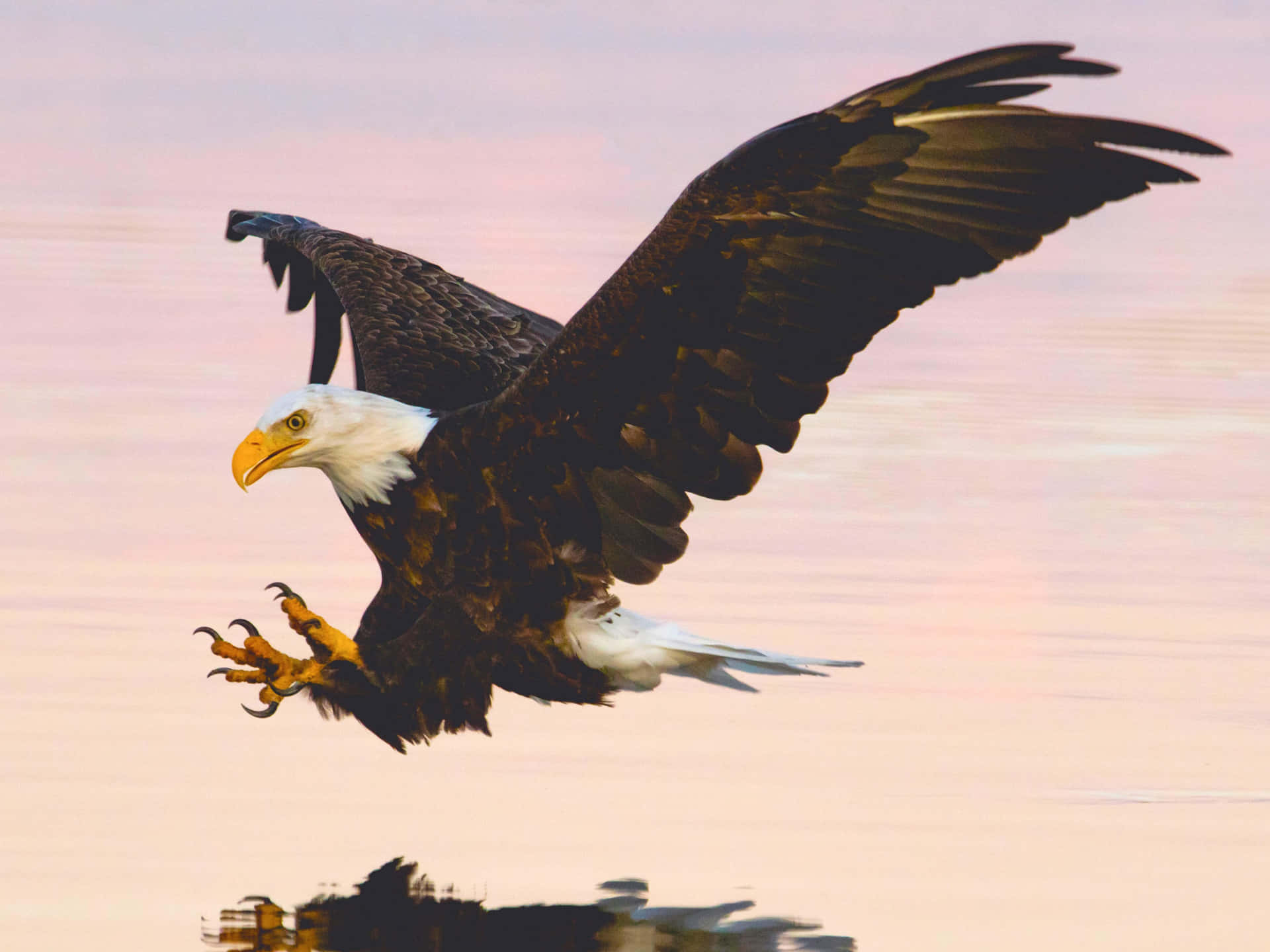 Bald Eaglein Flightat Dusk Background