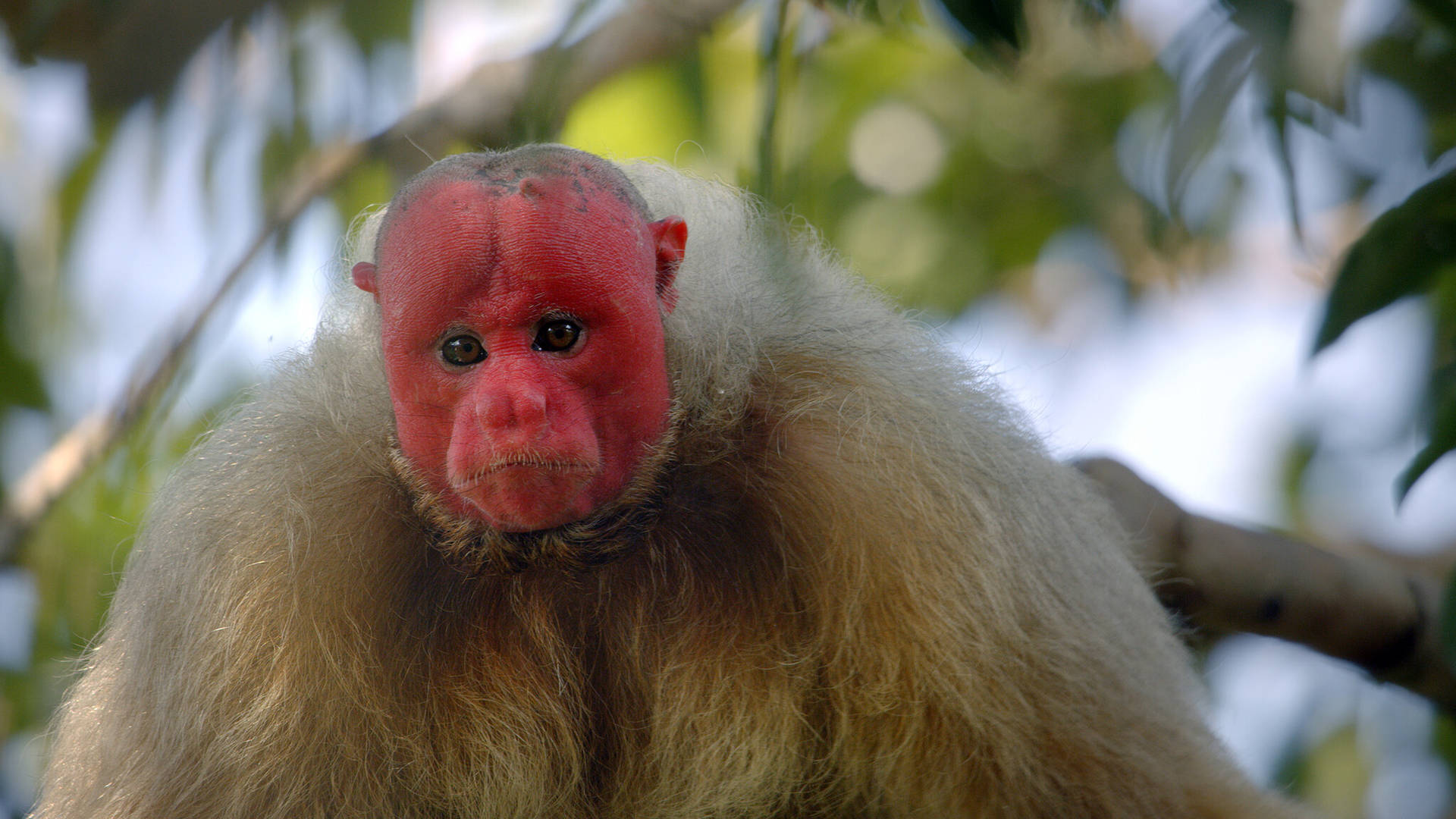 Bald Uakari Monkey