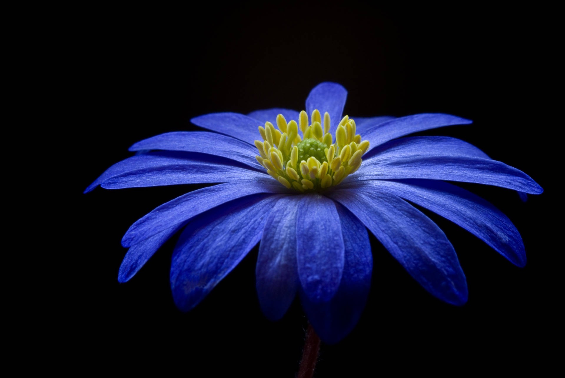 Balkan Anemone Blue Color Hd Background