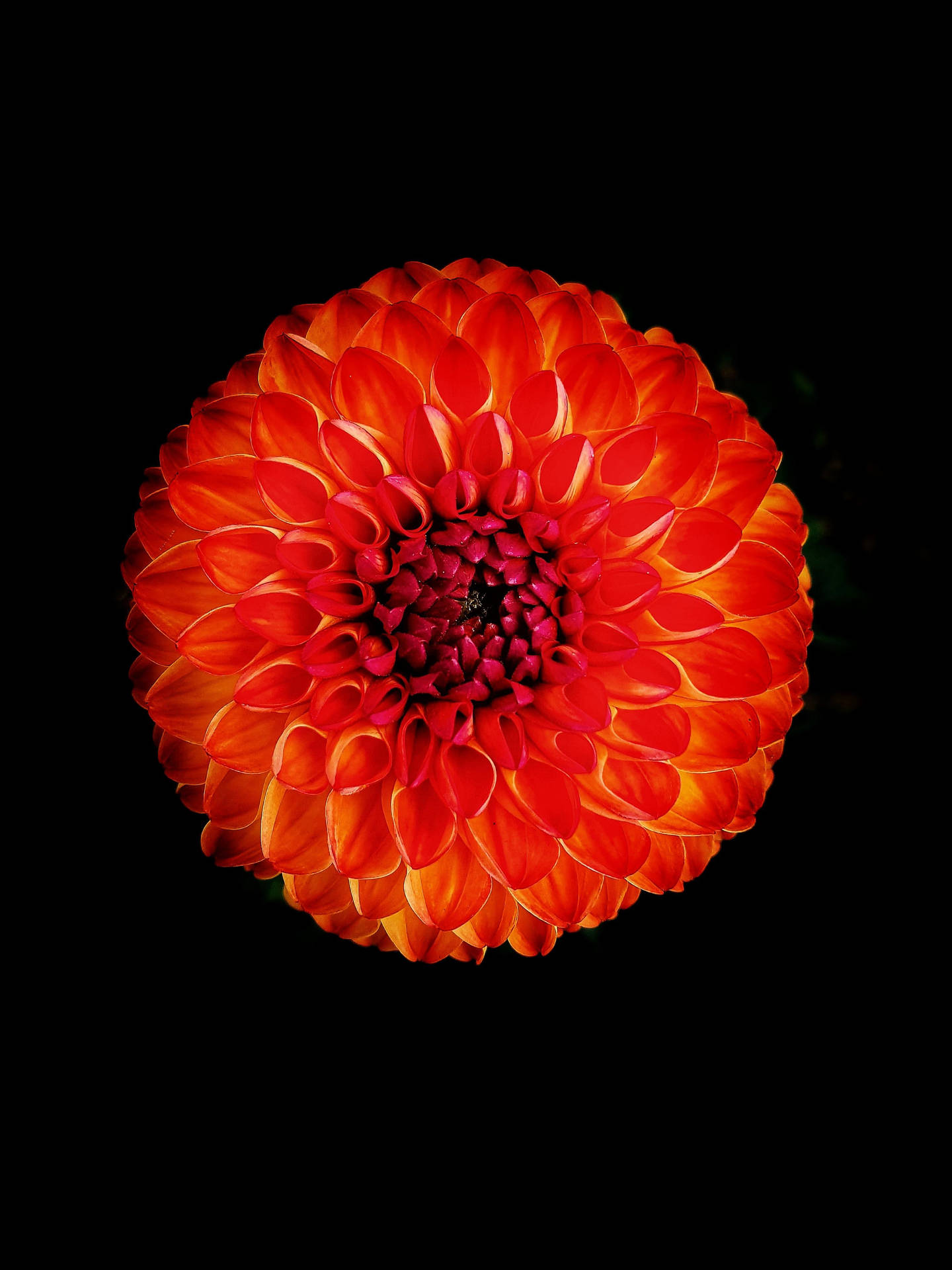 Ball Dahlia Flower Apple Background