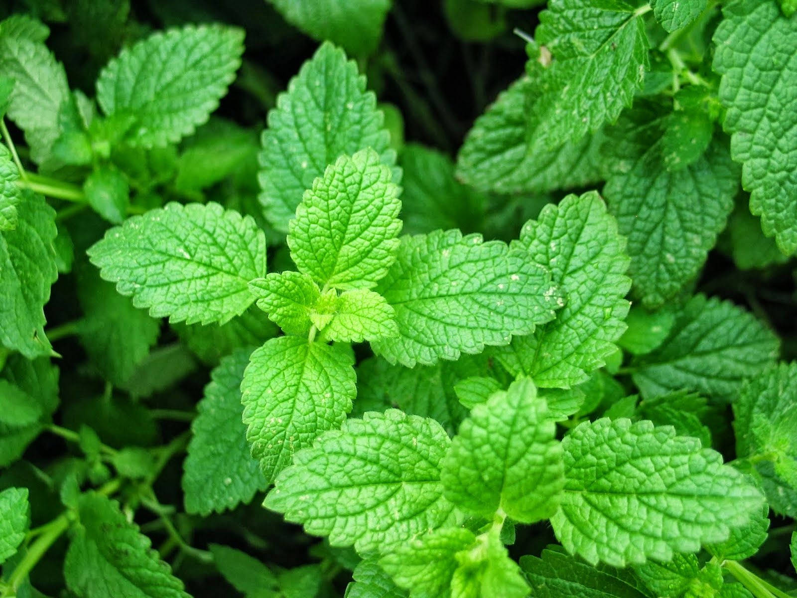 Balmy Mint Plant Background