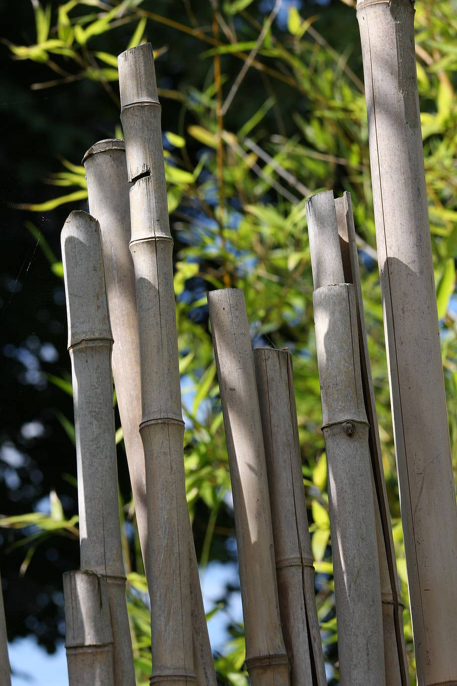 Bamboo 4k Borinda Albocerea