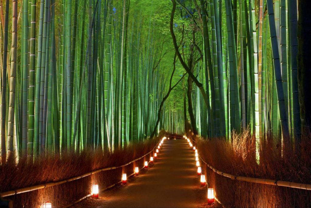 Bamboo 4k Garden With Lights Background