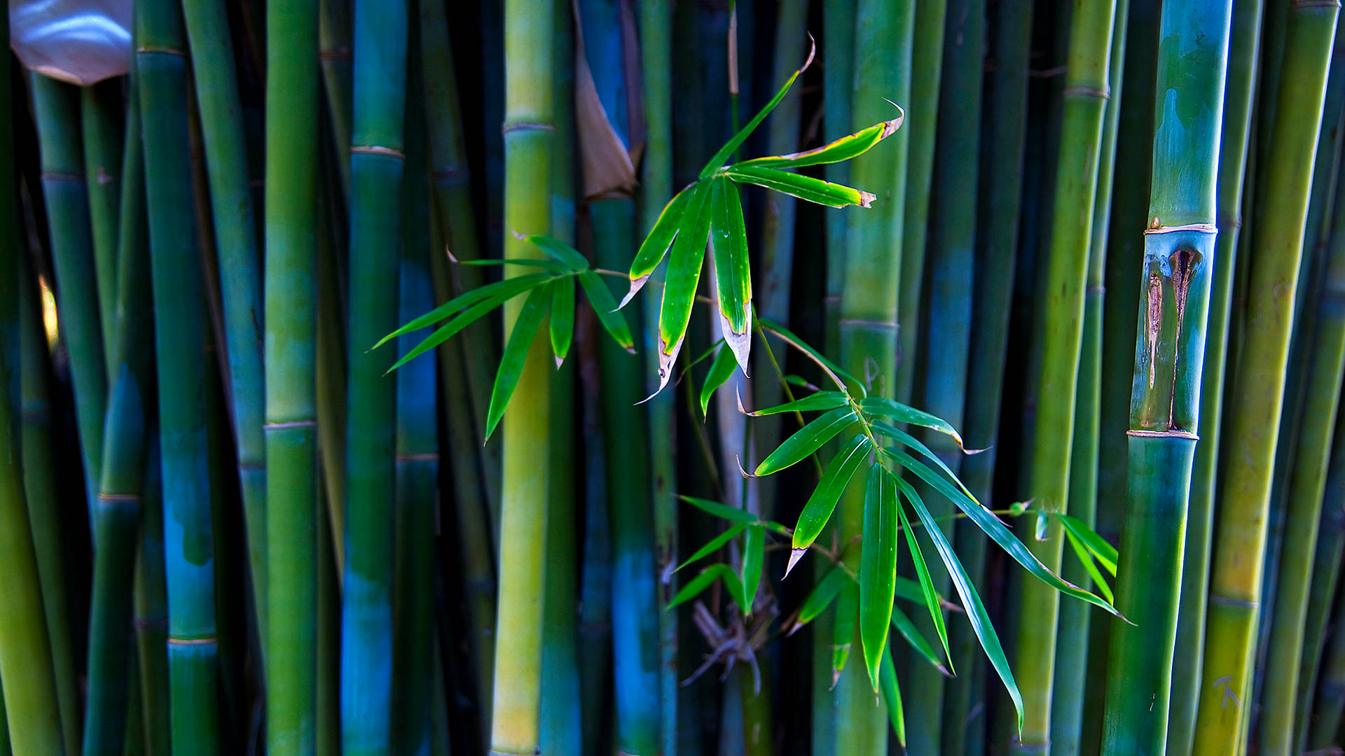 Bamboo 4k Installation Indian Artist Background