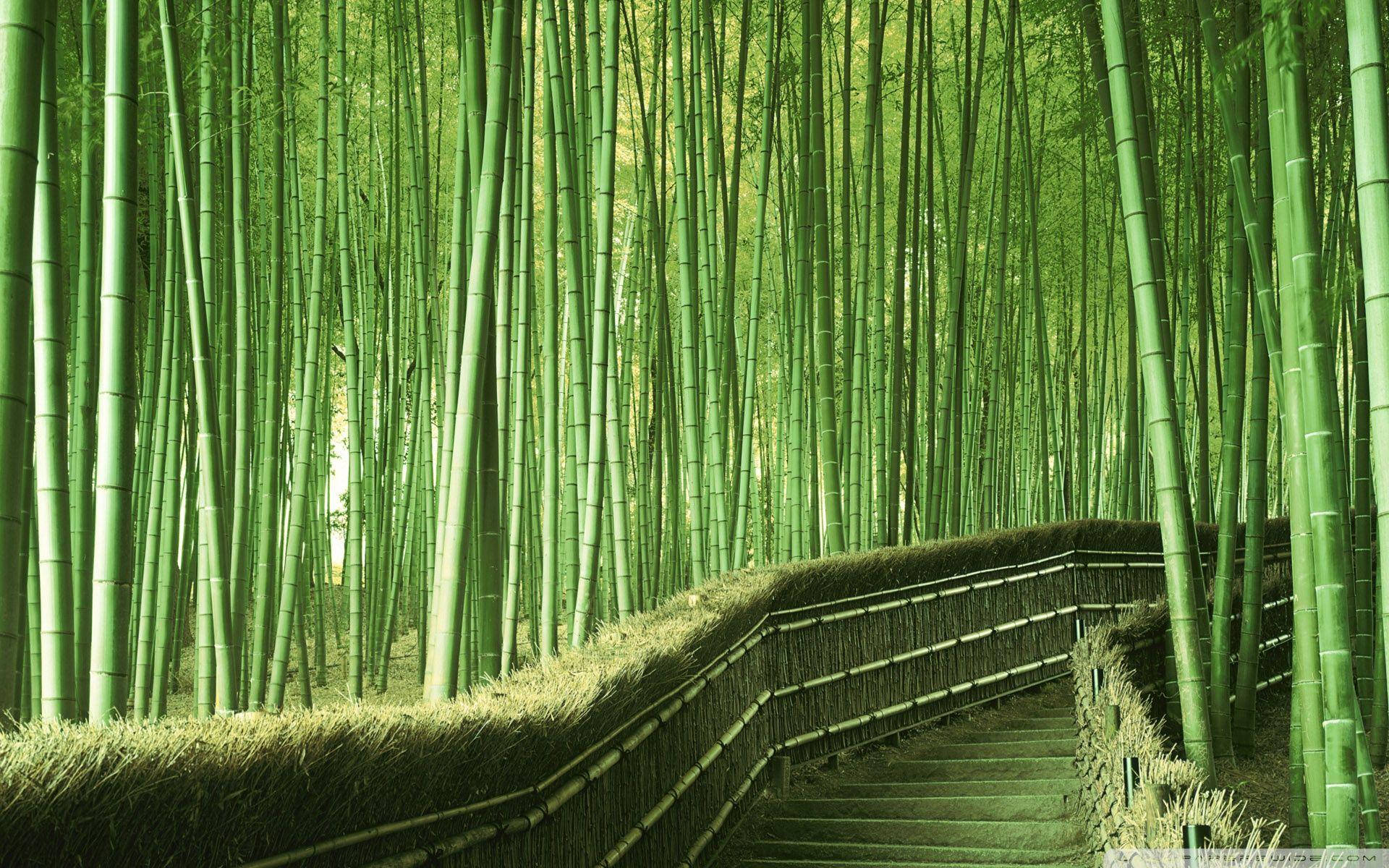 Bamboo 4k Pathway Greenery Forest Background