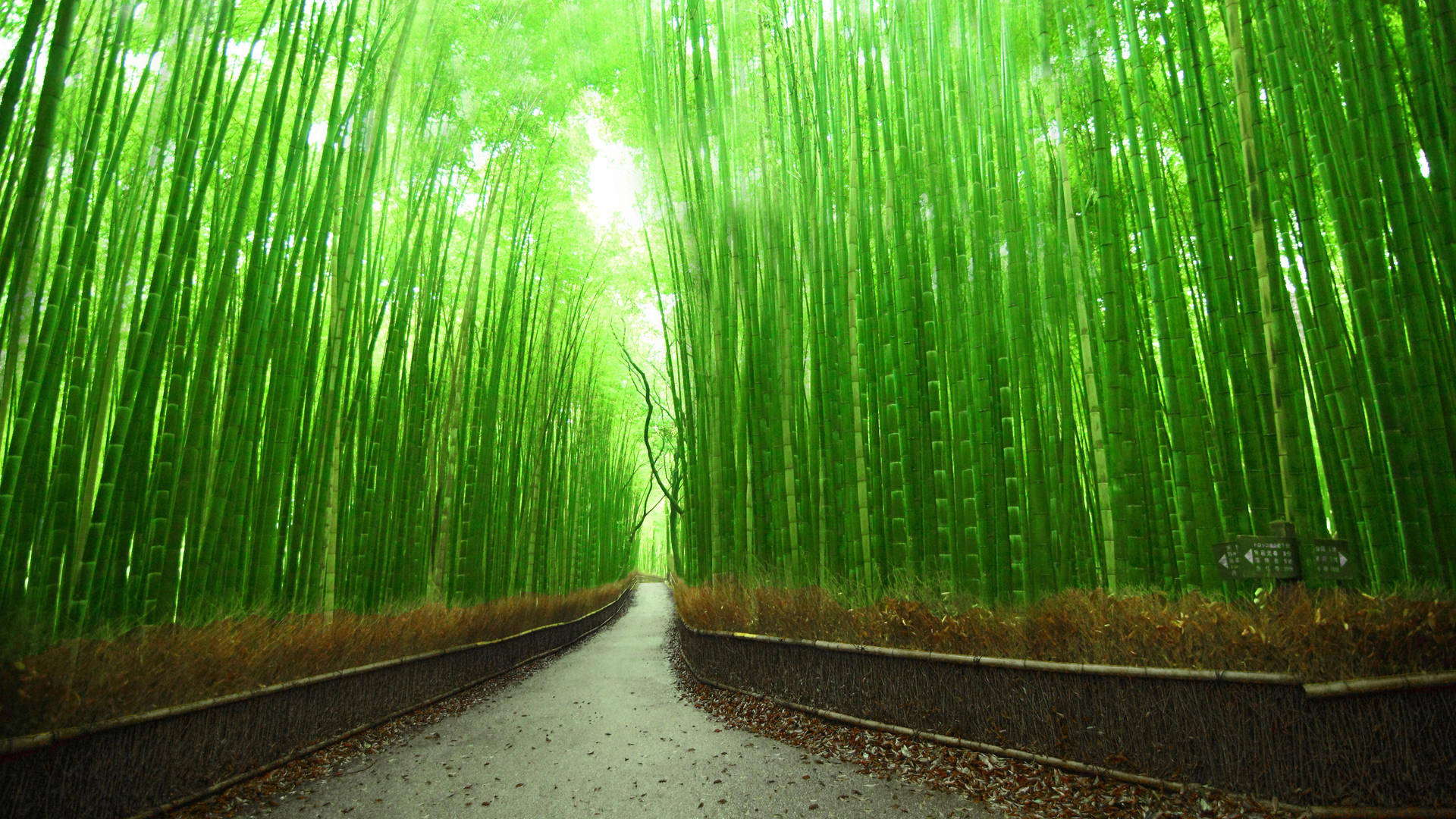 Bamboo 4k Pathway Kyoto Japan Background