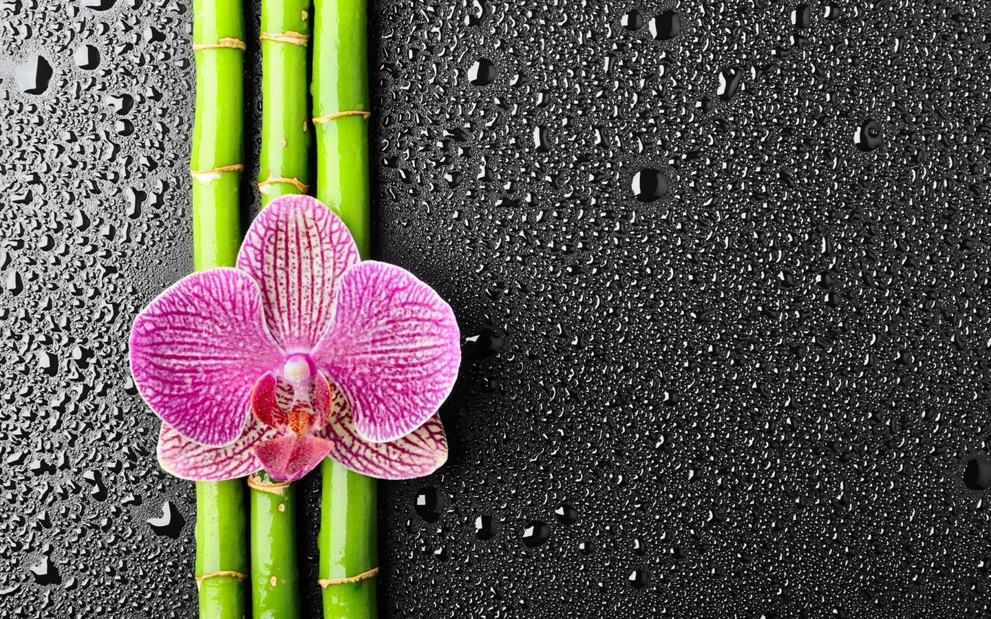 Bamboo 4k Pink-petaled Flower Background
