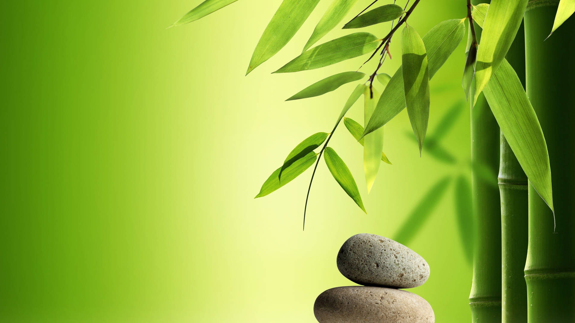 Bamboo 4k Plant Leaves And Stones Background