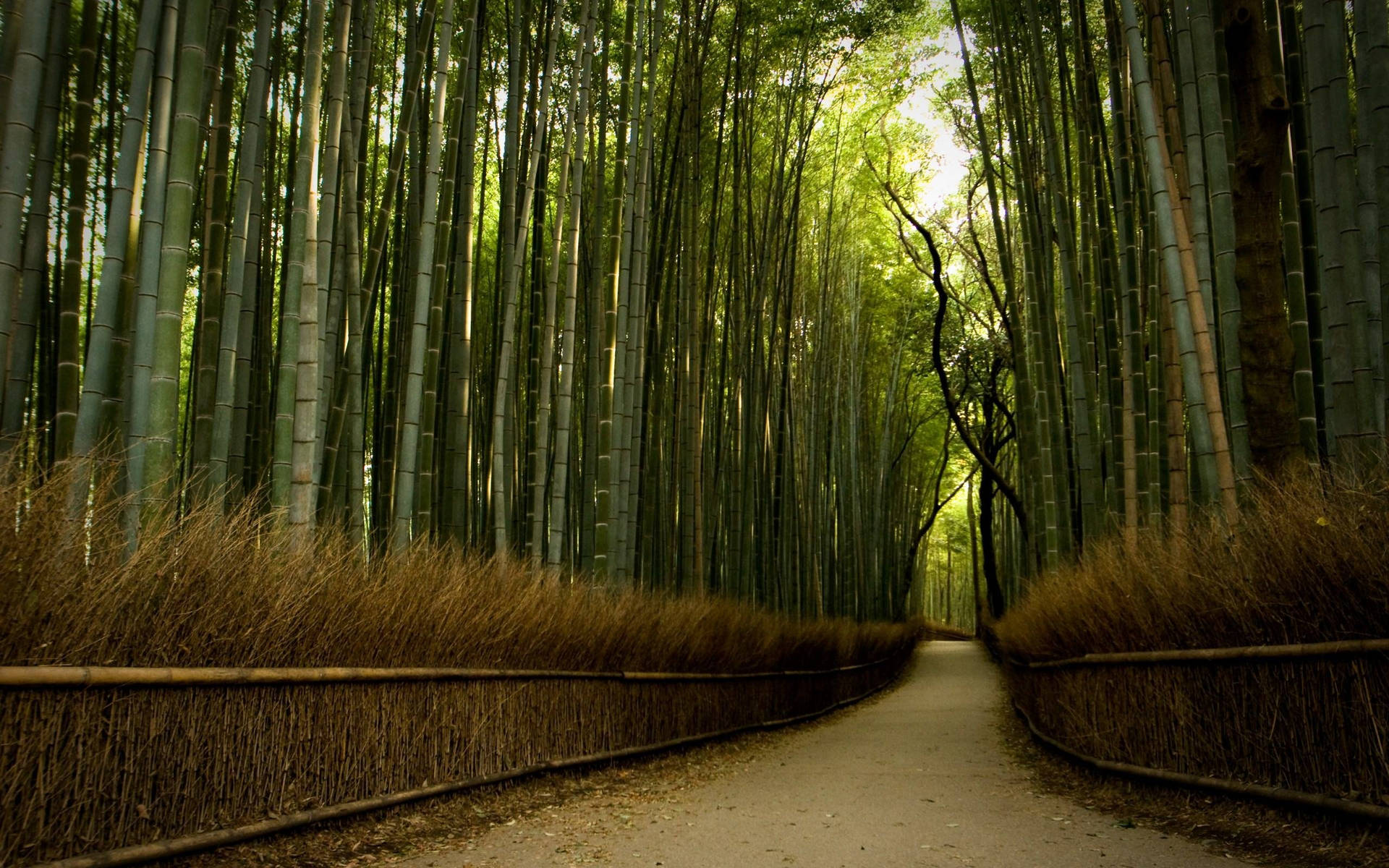Bamboo 4k Road Forest Background