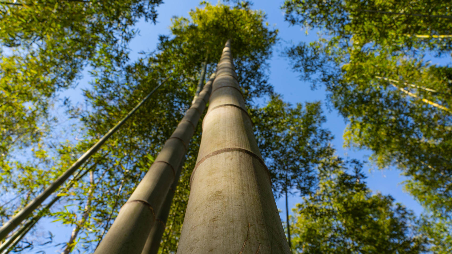 Bamboo 4k Tree Low Angle Shot Background