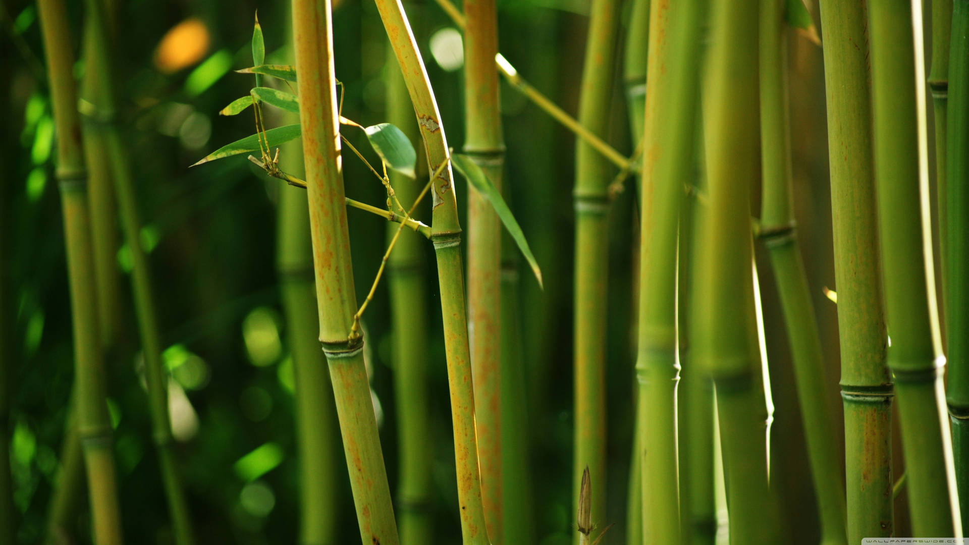 Bamboo 4k Tree With Small Leaves Background