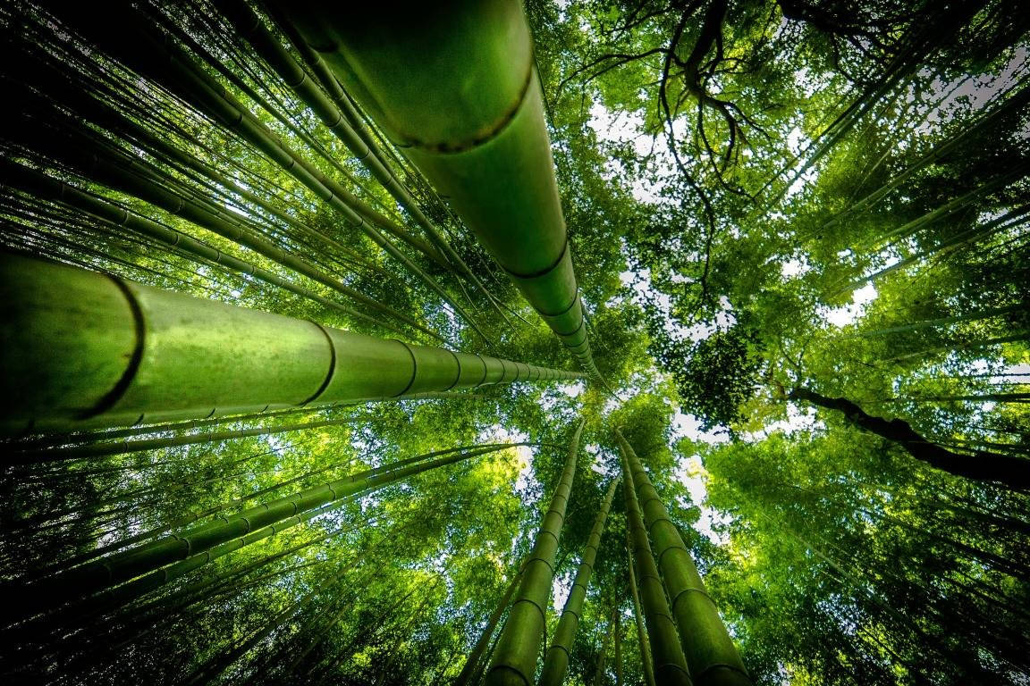 Bamboo 4k Trees Worm Eye View Shot Background