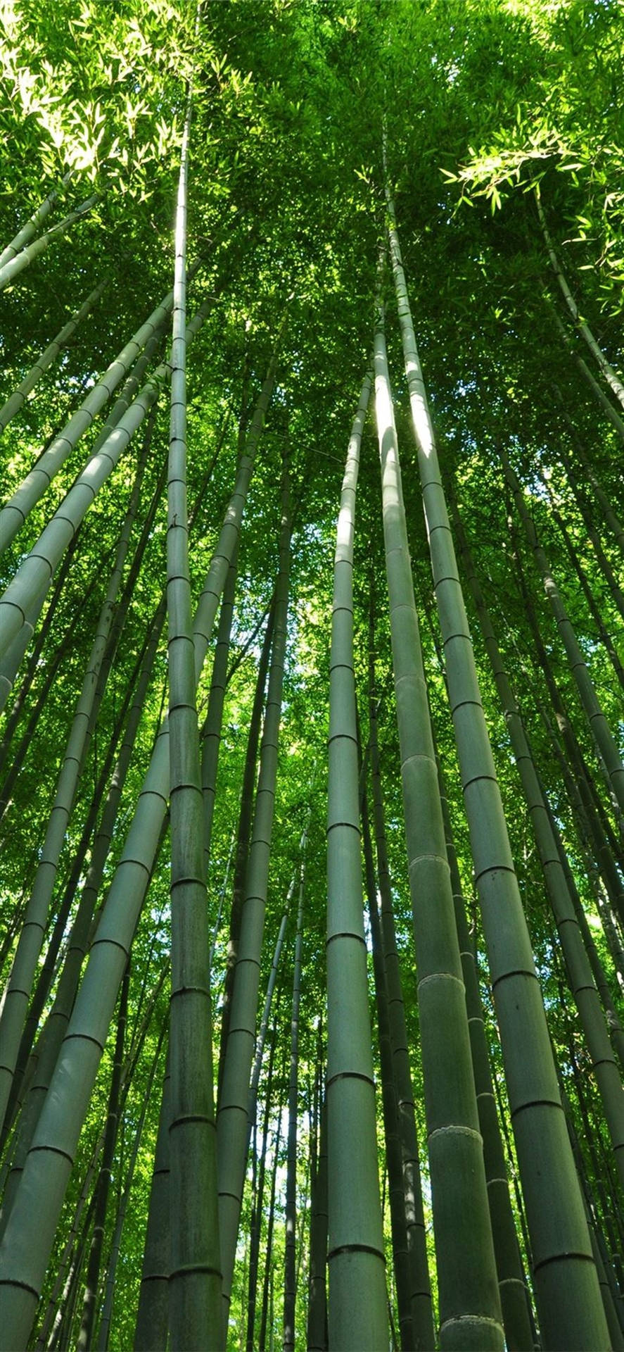Bamboo Culm And Leaves Iphone