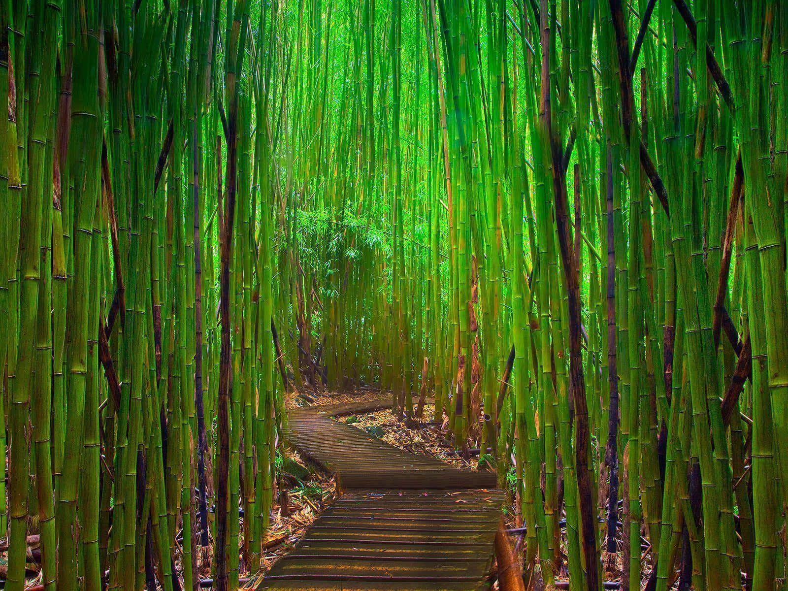 Bamboo Forest - A Pathway Through The Bamboo Forest