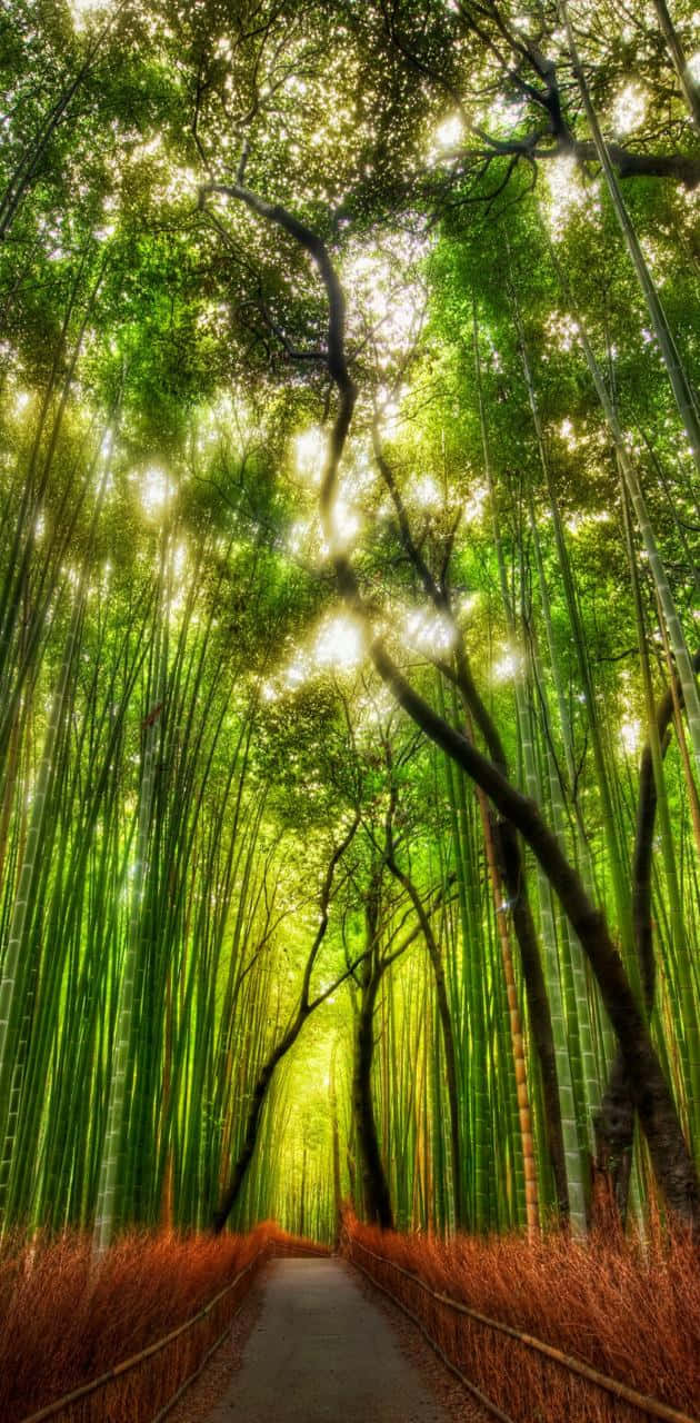Bamboo Forest By Tadao Tadao Background