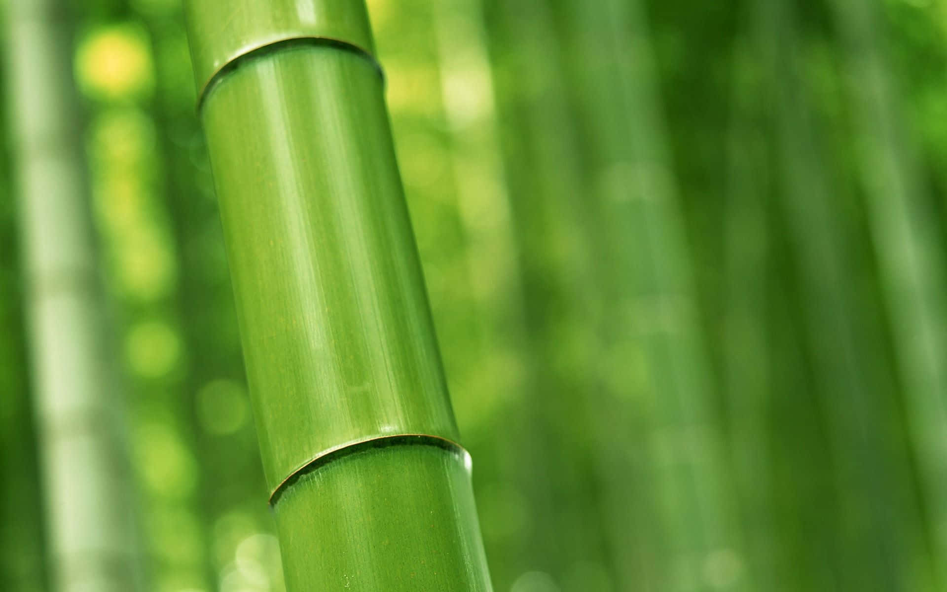 Bamboo Forest - Close Up Of Green Bamboo Background