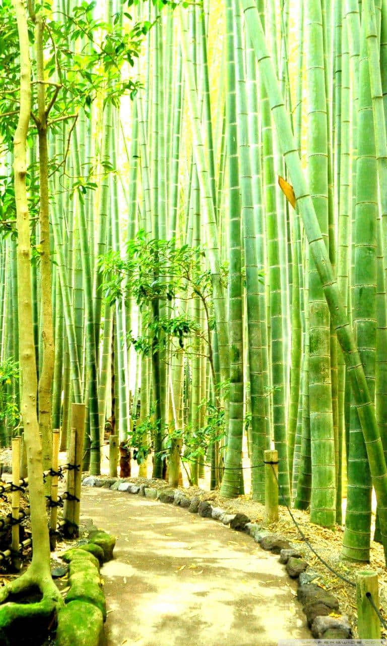 Bamboo Forest In A Bamboo Forest Background