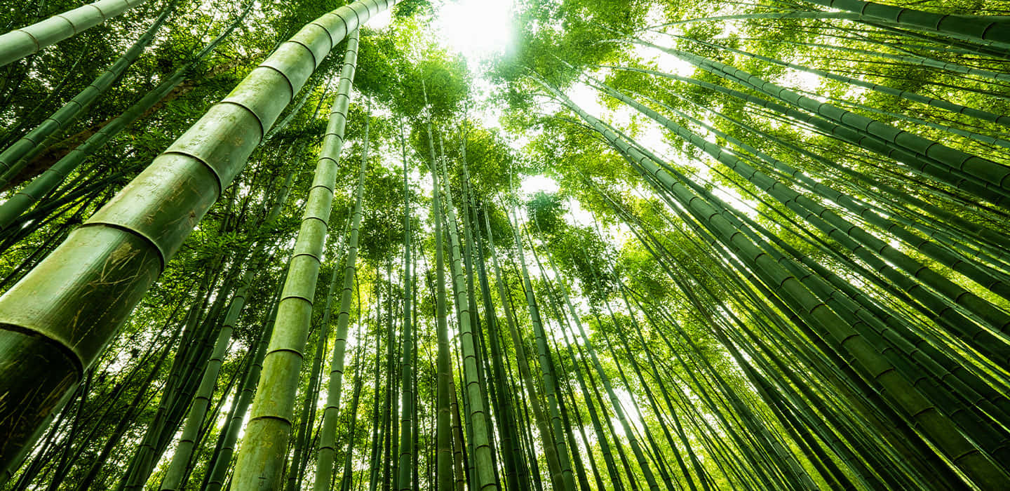 Bamboo Forest In A Green Forest Background