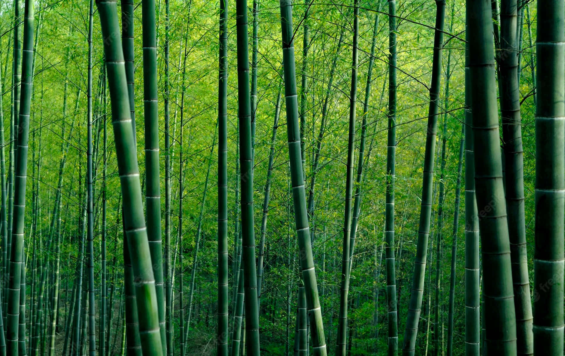 Bamboo Forest In A Green Forest Background