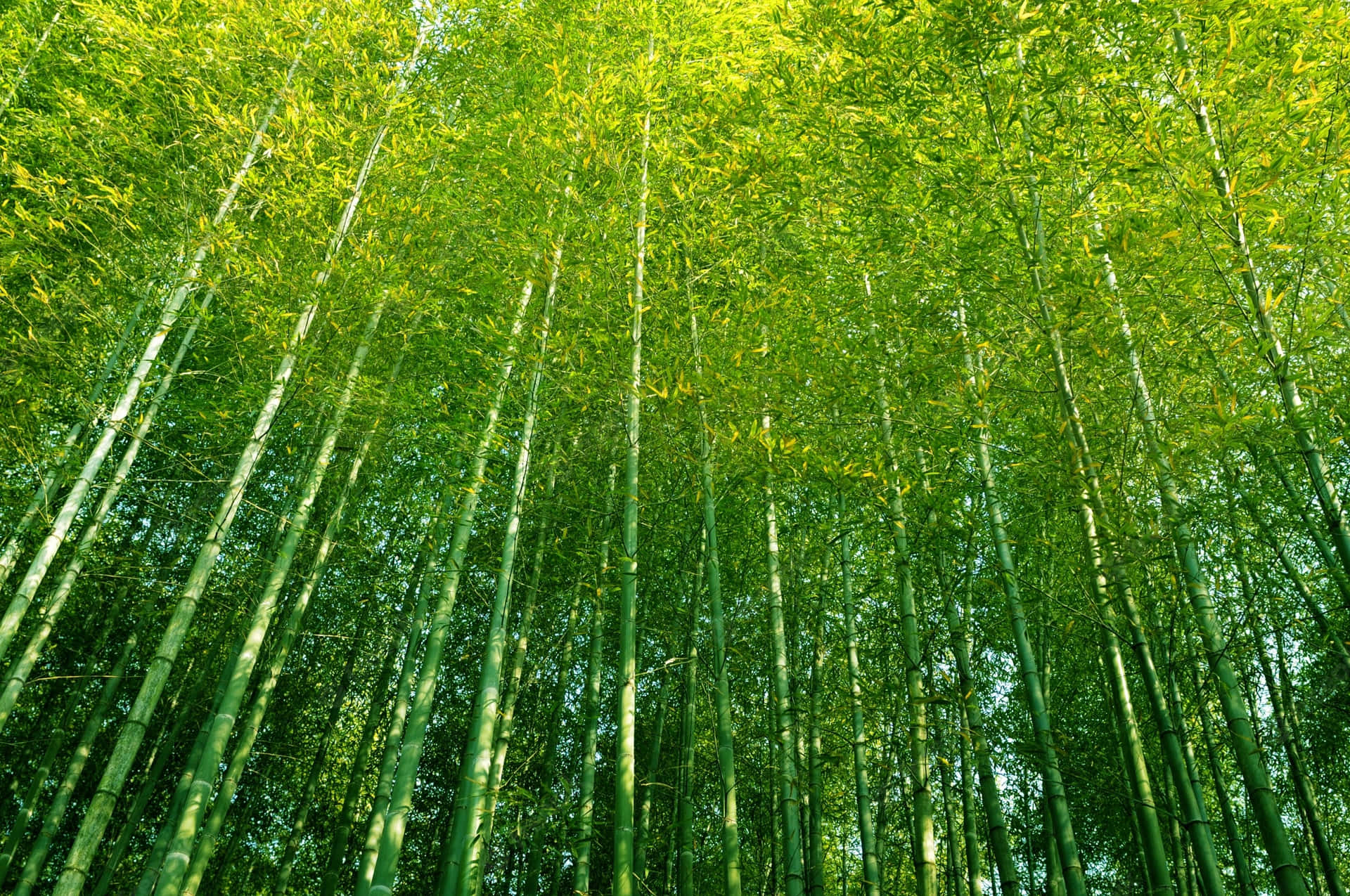 Bamboo Forest In A Green Forest Background