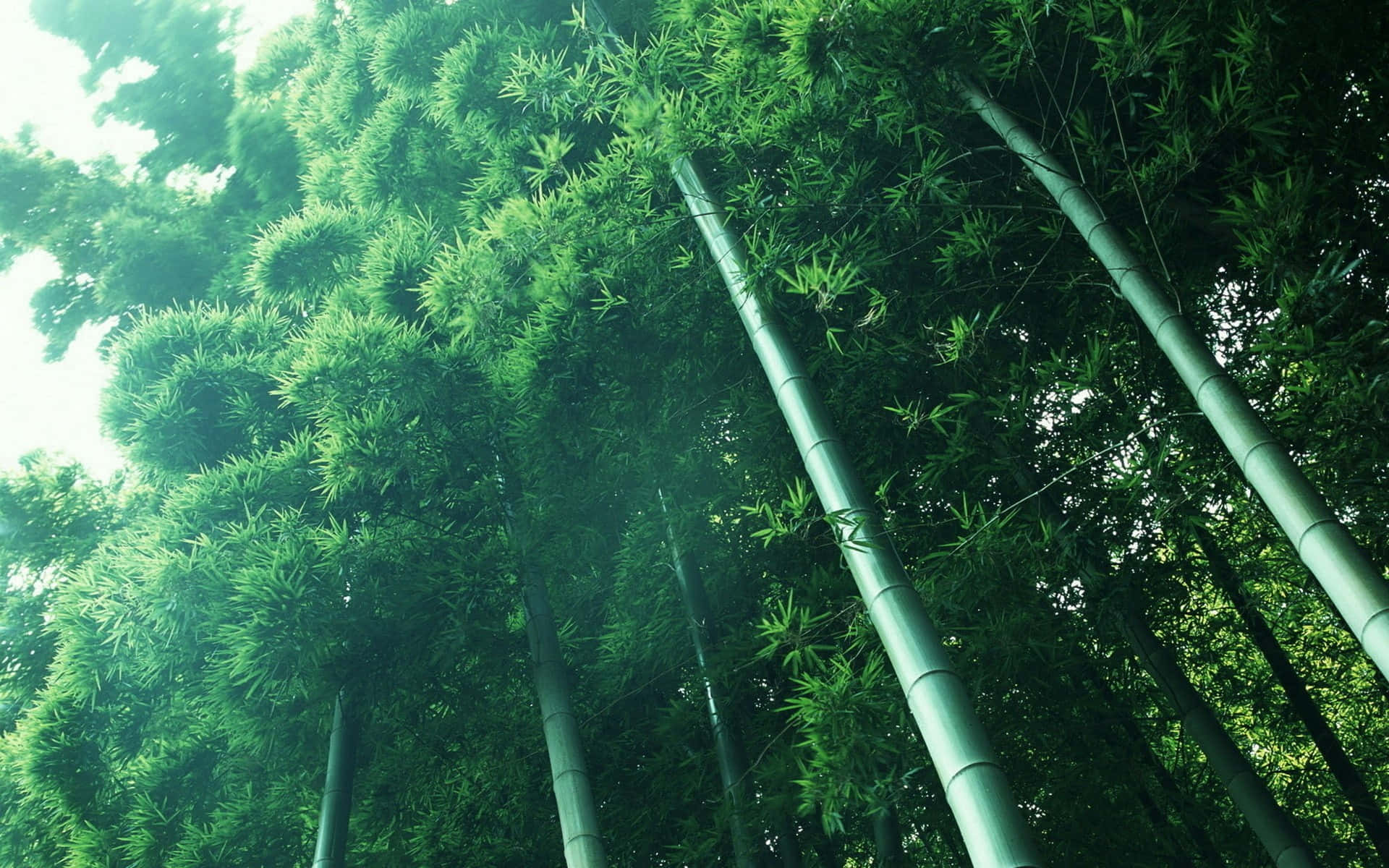 Bamboo Forest In A Green Forest Background