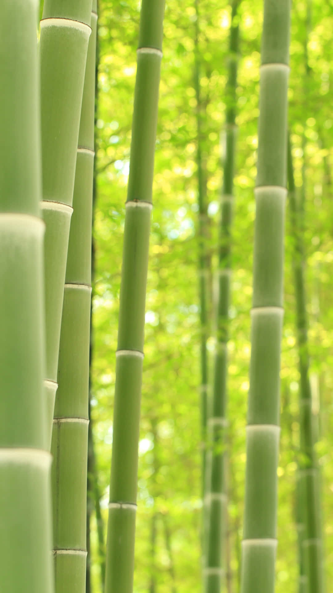 Bamboo Forest In A Green Forest Background