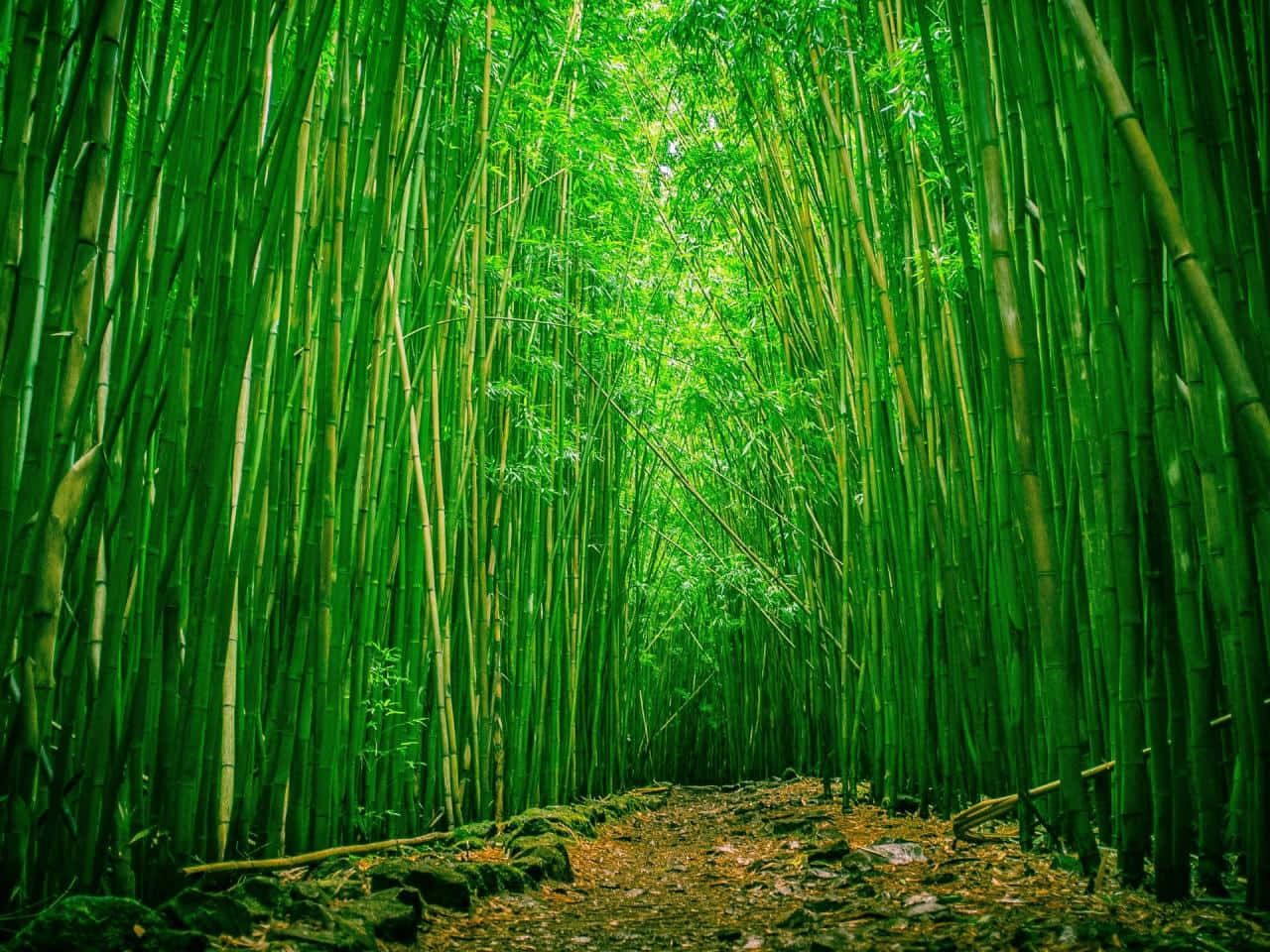 Bamboo Forest In Hawaii Background