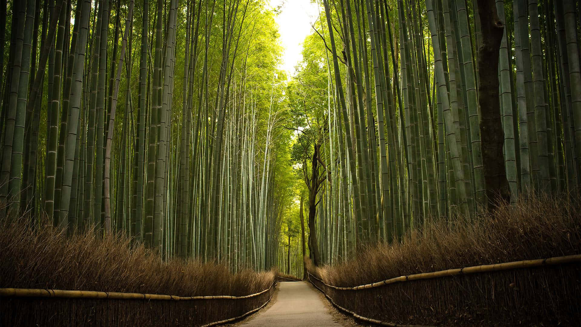 Bamboo Forest In Kyoto