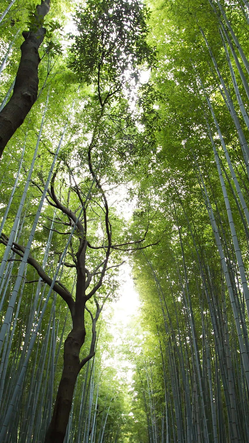 Bamboo Forest In Kyoto, Japan Background