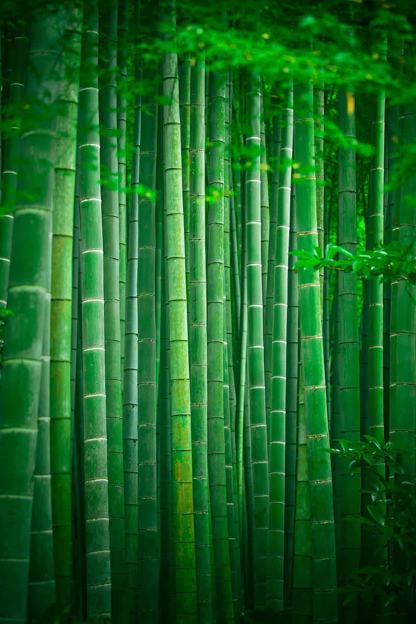 Bamboo Forest In Kyoto, Japan Background