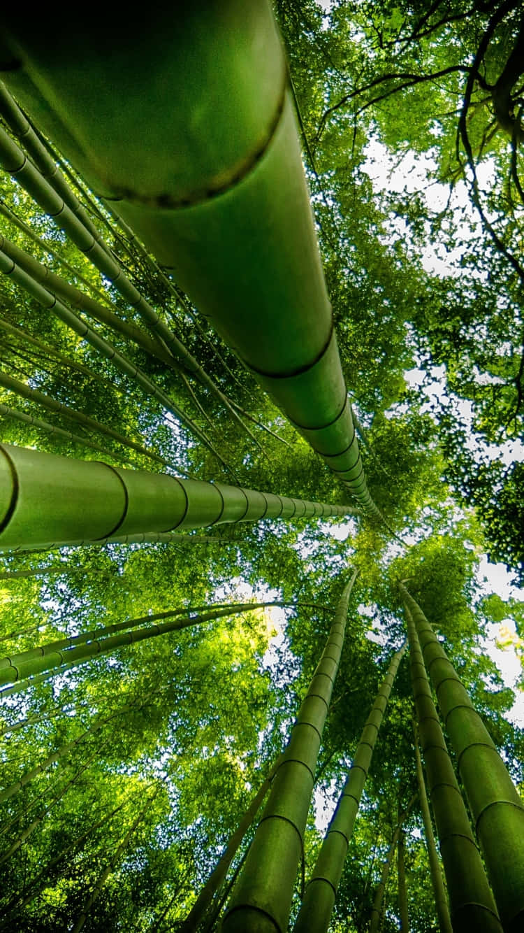 Bamboo Forest In Kyoto, Japan Background