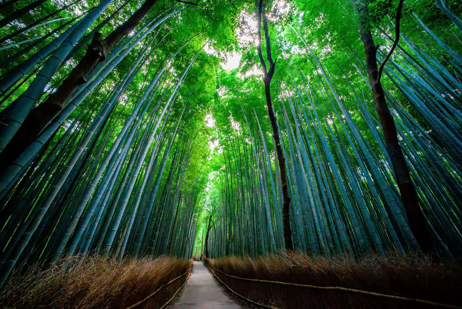 Bamboo Forest In Kyoto, Japan Background